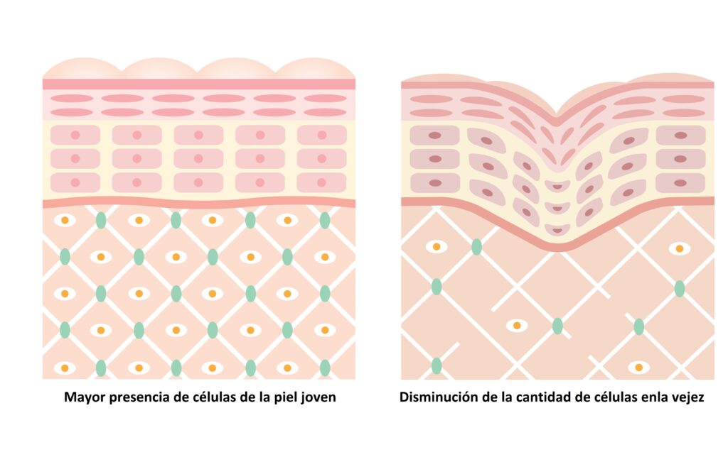 disminución celular en la piel en la vejez