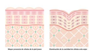 disminución celular en la piel en la vejez